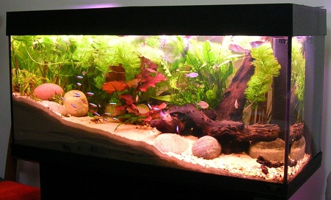 15 Feng Shui Fish To Keep In An Aquarium - Feng Shui Tips & Images